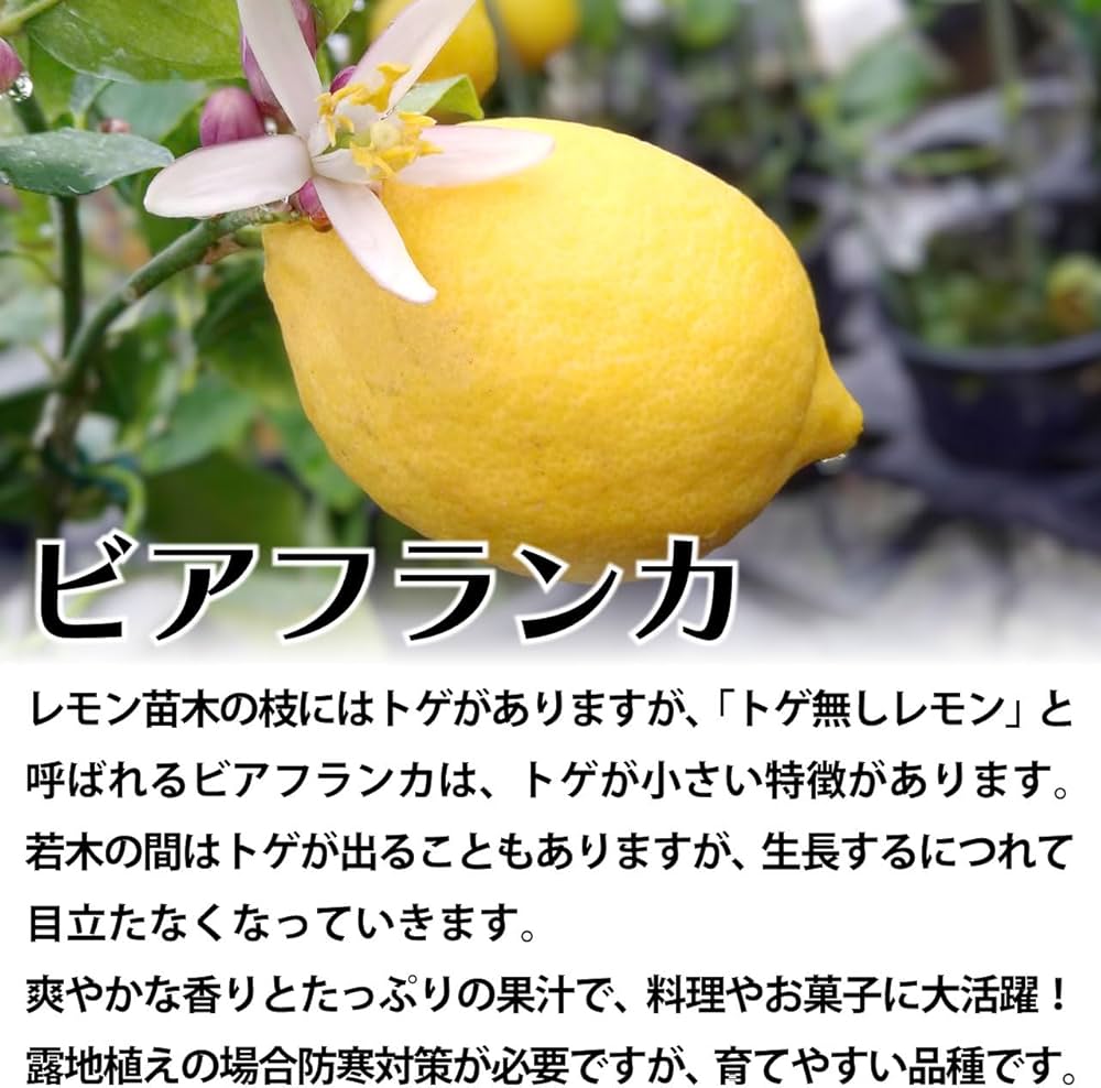 4年生　ビアフランカ接木苗／トゲ無しレモン　樹高120センチ 4年生 ビアフランカ接木苗／トゲ無しレモン 樹高120センチ レモンの木