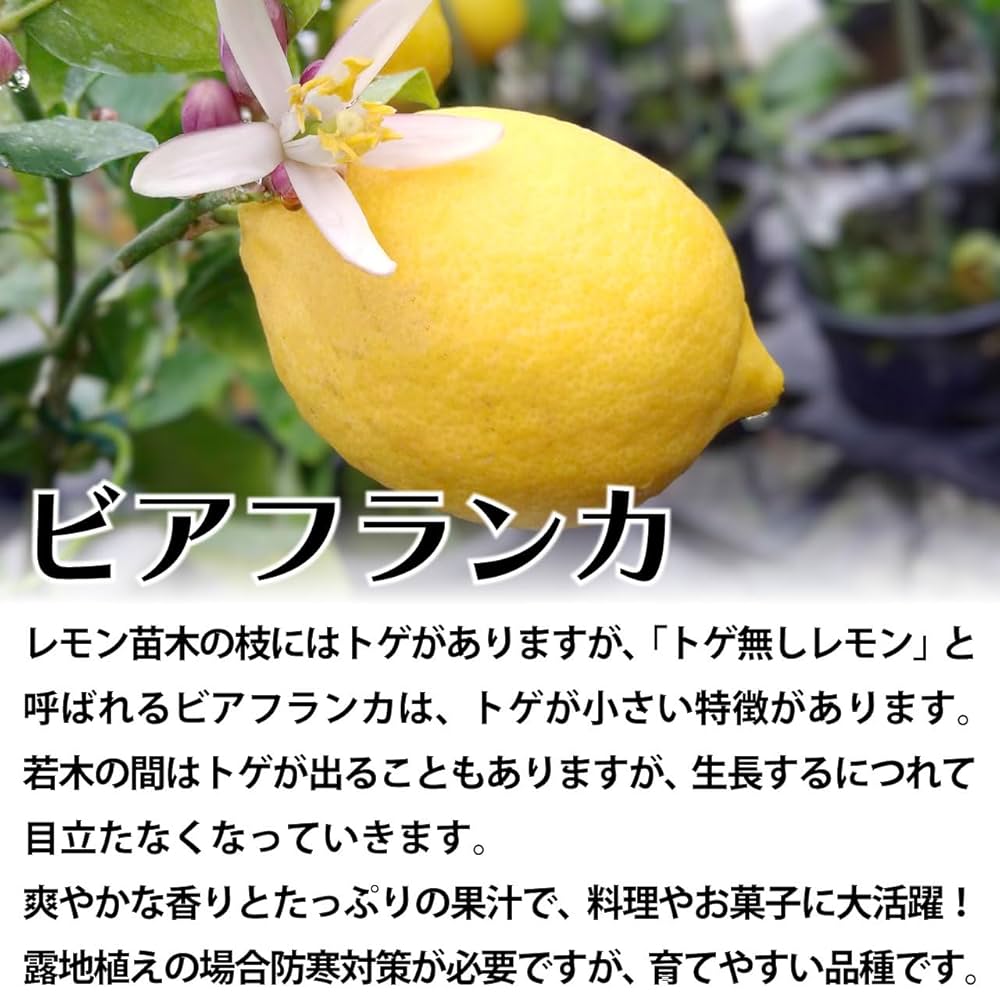 Amazon.co.jp: レモン 苗木 ビアフランカ とげなしレモン 9cm
