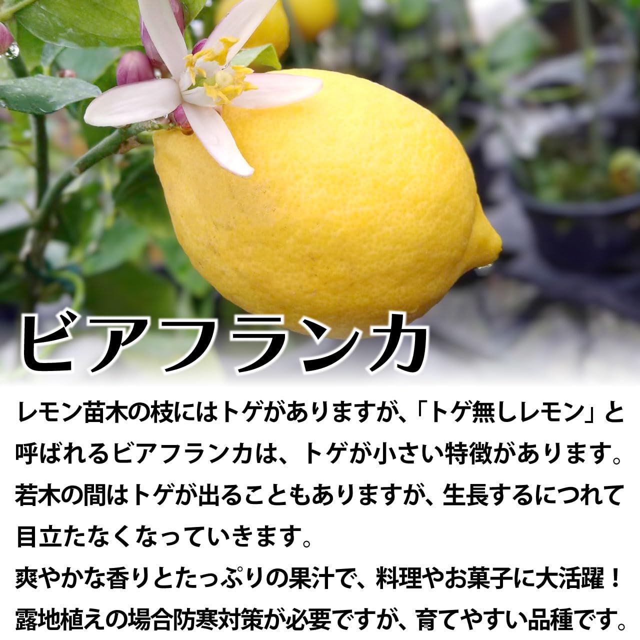 Amazon.co.jp: レモン 苗木 ビアフランカ とげなしレモン 9cmポット 3