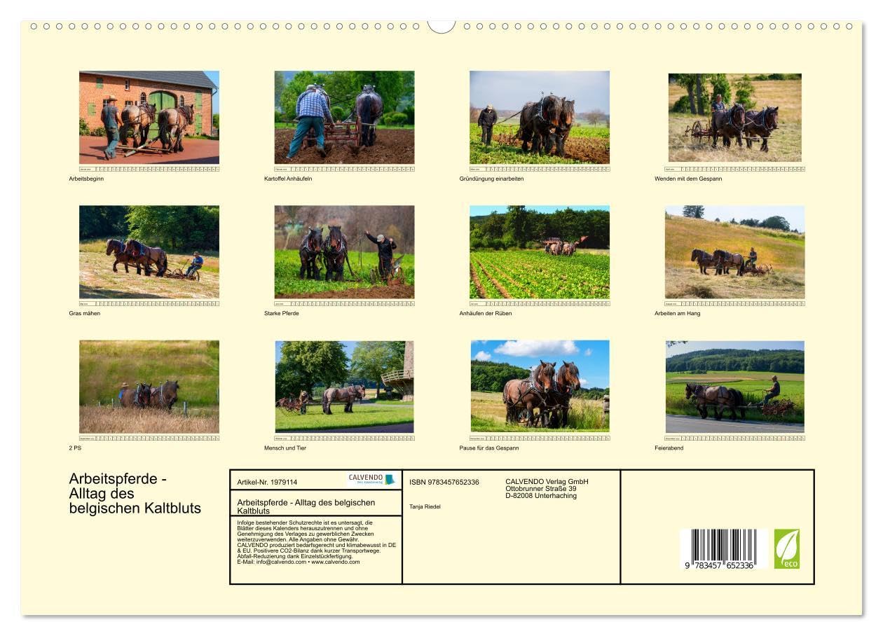 Arbeitspferde - Alltag des belgischen Kaltbluts (hochwertiger Premium Wandkalender 2026 DIN A2 quer), Kunstdruck in Hochglanz: Dieser Kalender zeigt ... belgischen Kaltblütern (CALVENDO Mobilitaet)