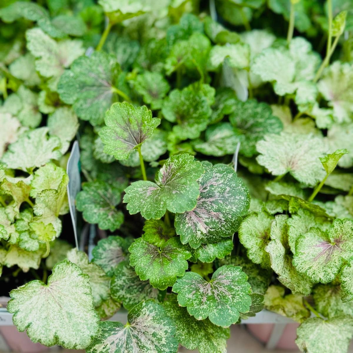 Amazon.co.jp: ヒューケラ スノーウィーバンキー 超レア品種 カラー