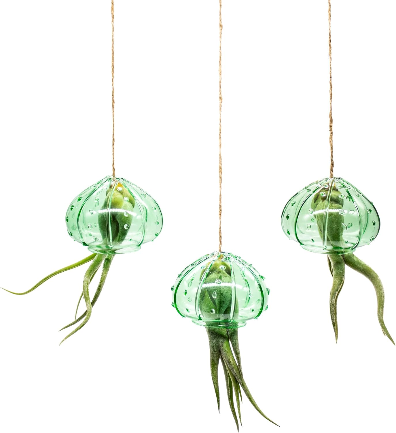 NW Wholesaler - 3Pcs of Indoor Hanging Tillandsia Air Plants in Green Glass Sea Urchin Shell - Live Houseplants Hanging Decor, Easy Care Hanging Plant with Raffia Twine and Glass Shell
