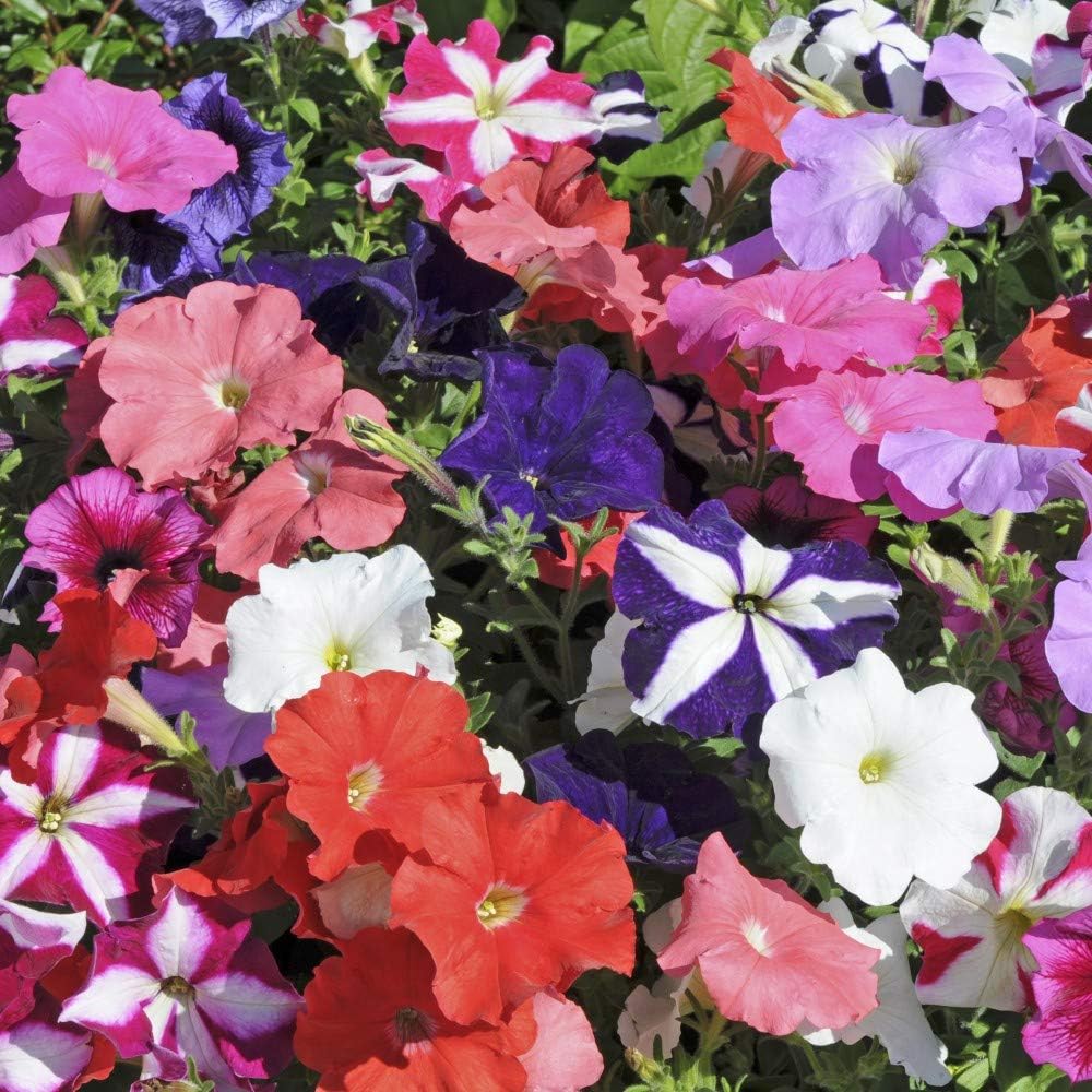 Petunia Summer Bedding Plant, Flowers All Summer, Mixed Colour Flowers