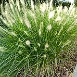 Hameln Grass Live Plant in 4 Inch Pot Dwarf Fountain Grass Ornamental Grass Plant