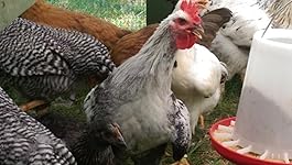 Review Image by Diane P. Diane P.