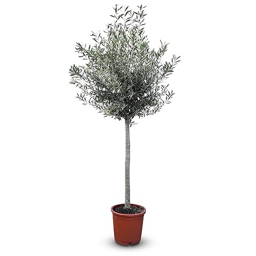 Olivier Olea Europea – Arbre rustique résistant, adapté en pot