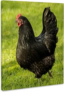 3dRose Free-ranging Black Australorp chicken. Museum Grade Canvas Wrap 11x14