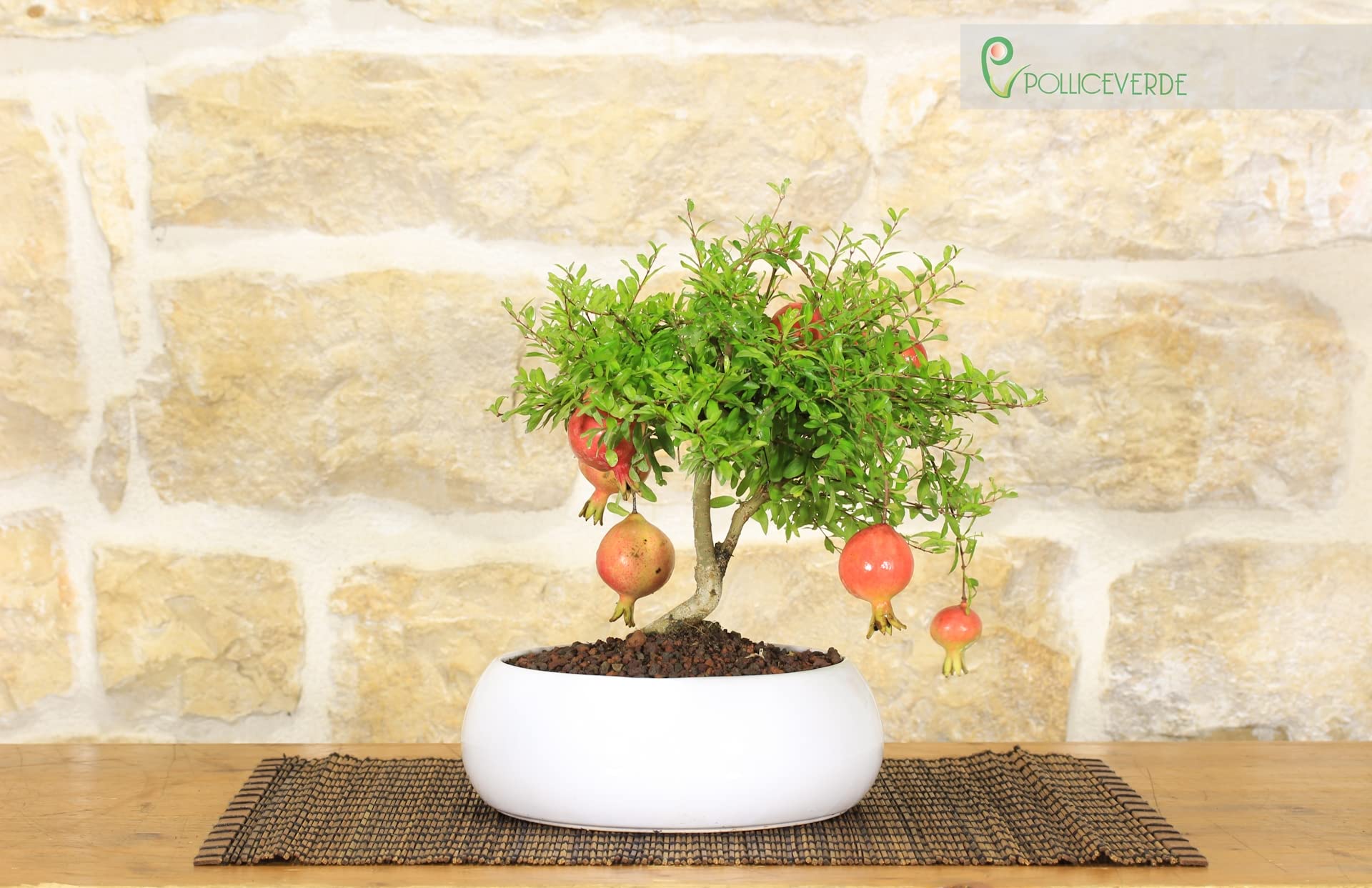 Bonsai di Melograno in ciotola bassa : Amazon.it: Giardino e giardinaggio
