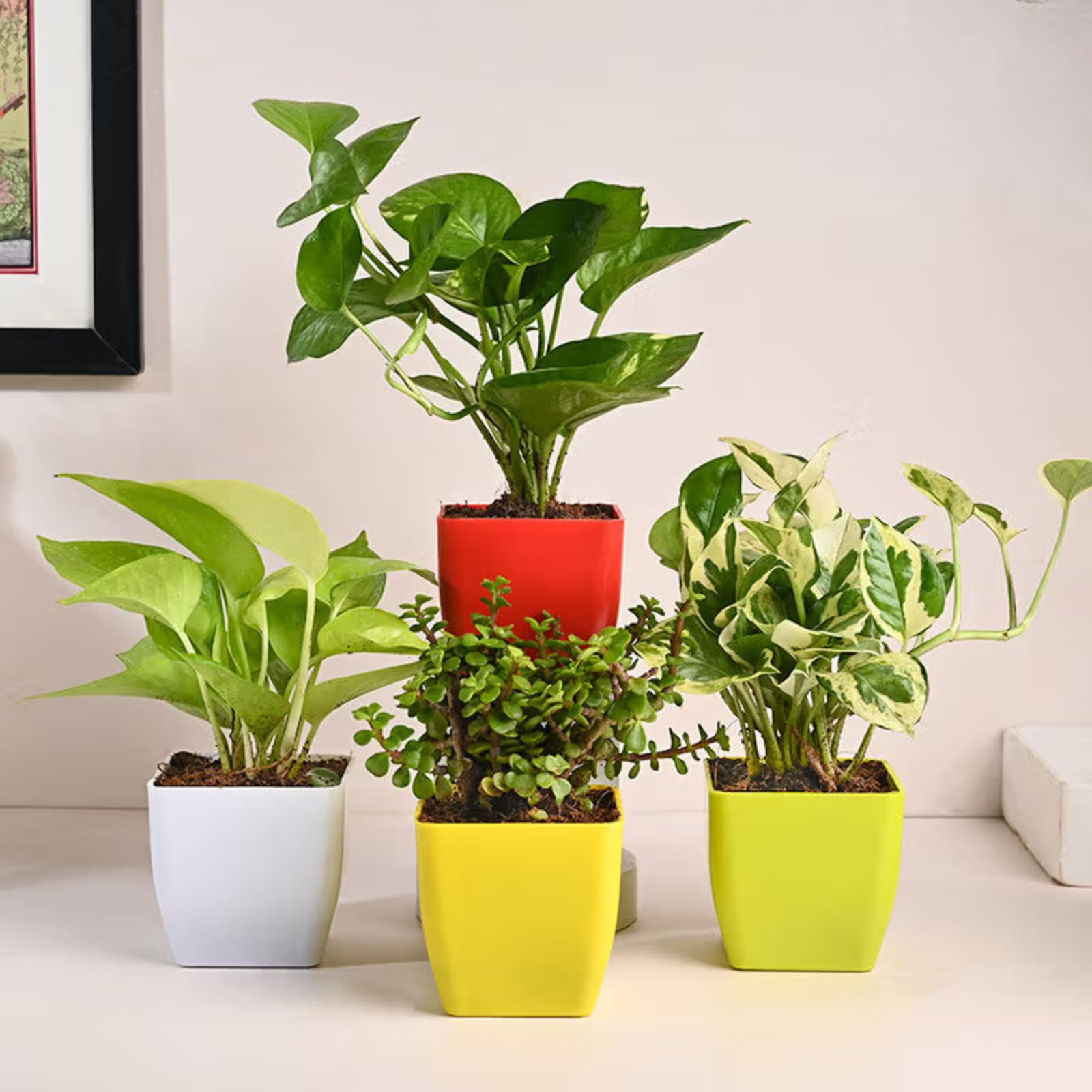 FlowerAura Air Purify Set of 4 Live Indoor Jade Plant, 2 Money Plants, White Pothos Plant In Pots For Living Room, Balcony, Home/Office Decor & Gift For Birthday & Anniversary (Same Day Delivery)-image-38