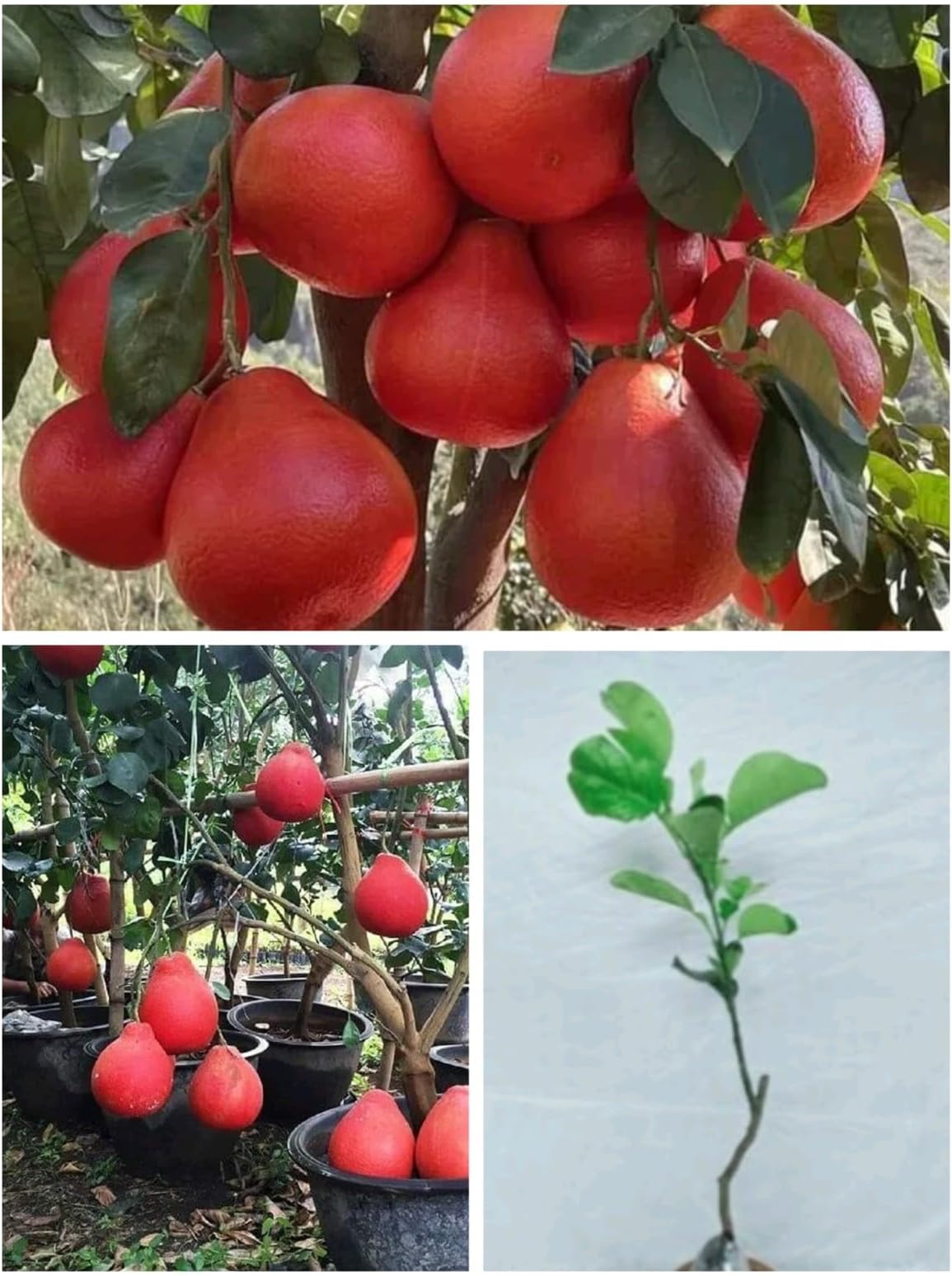 Sweet Red Pomelo Citrus Thai Red Pomelo/Batabi Lebu/Citrus Maxima Jambura Gaint Lemon Fruit Live Plant Pack Of 1