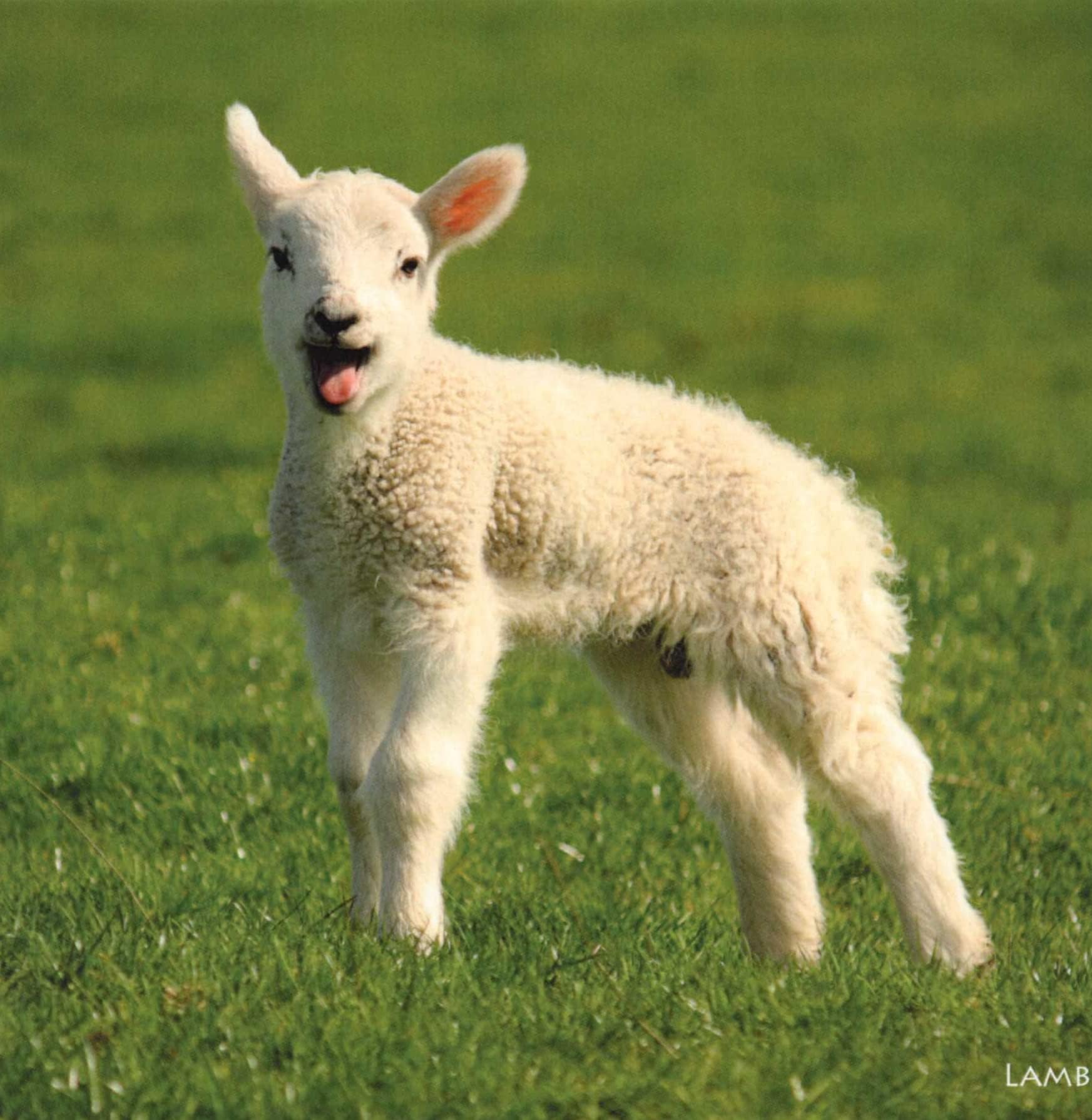 Lamb greeting card with sound. Plays noise when opened. Great gift for animal lovers.