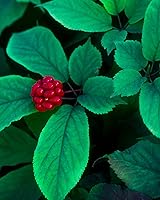 Vista 6 de Herb Pharm Extracto de ginseng americano orgánico certificado - 1 onza