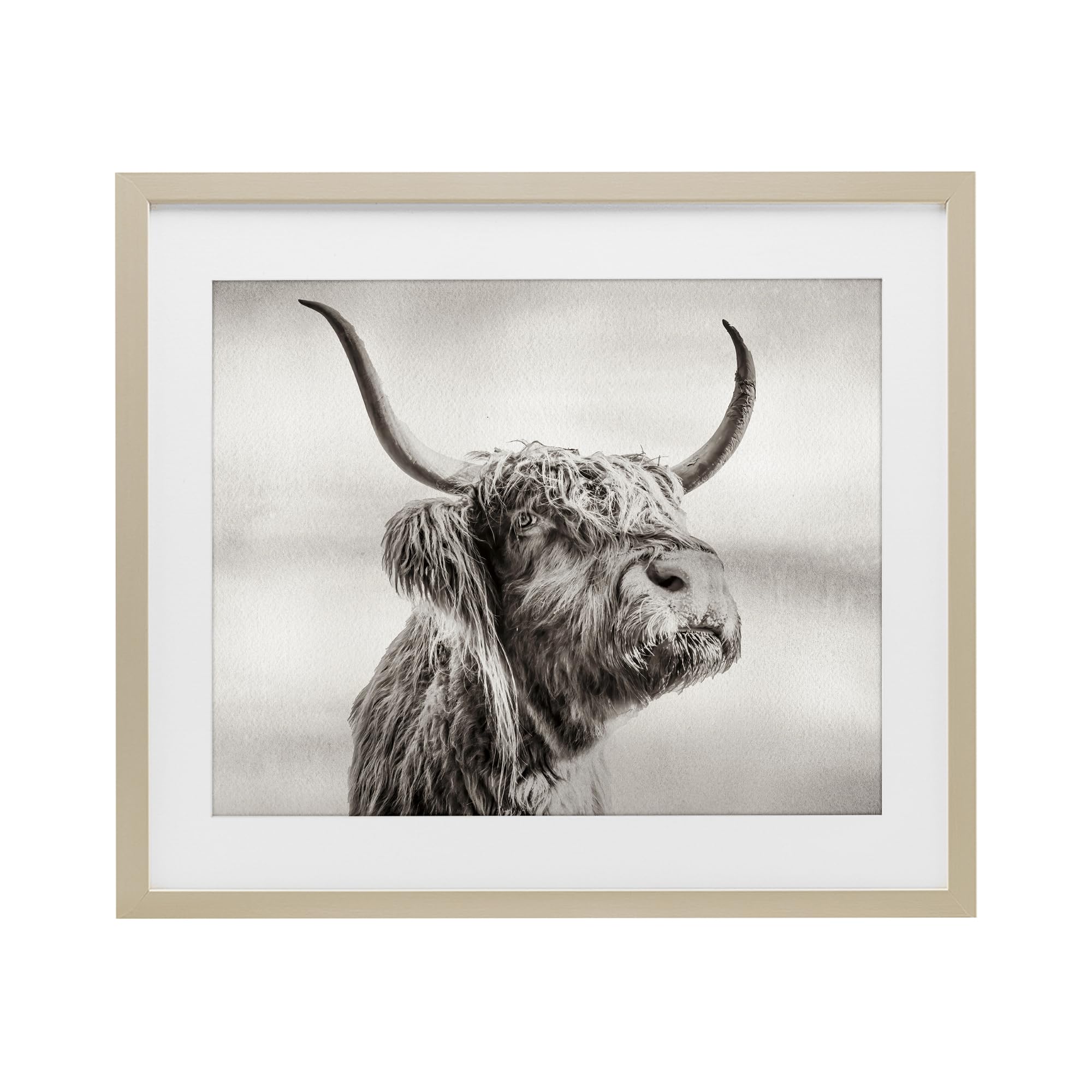 Stupell Industries Harvest Pine (Textured) 'Horned Highland Cow Gazing'| Framed Print Under Glass