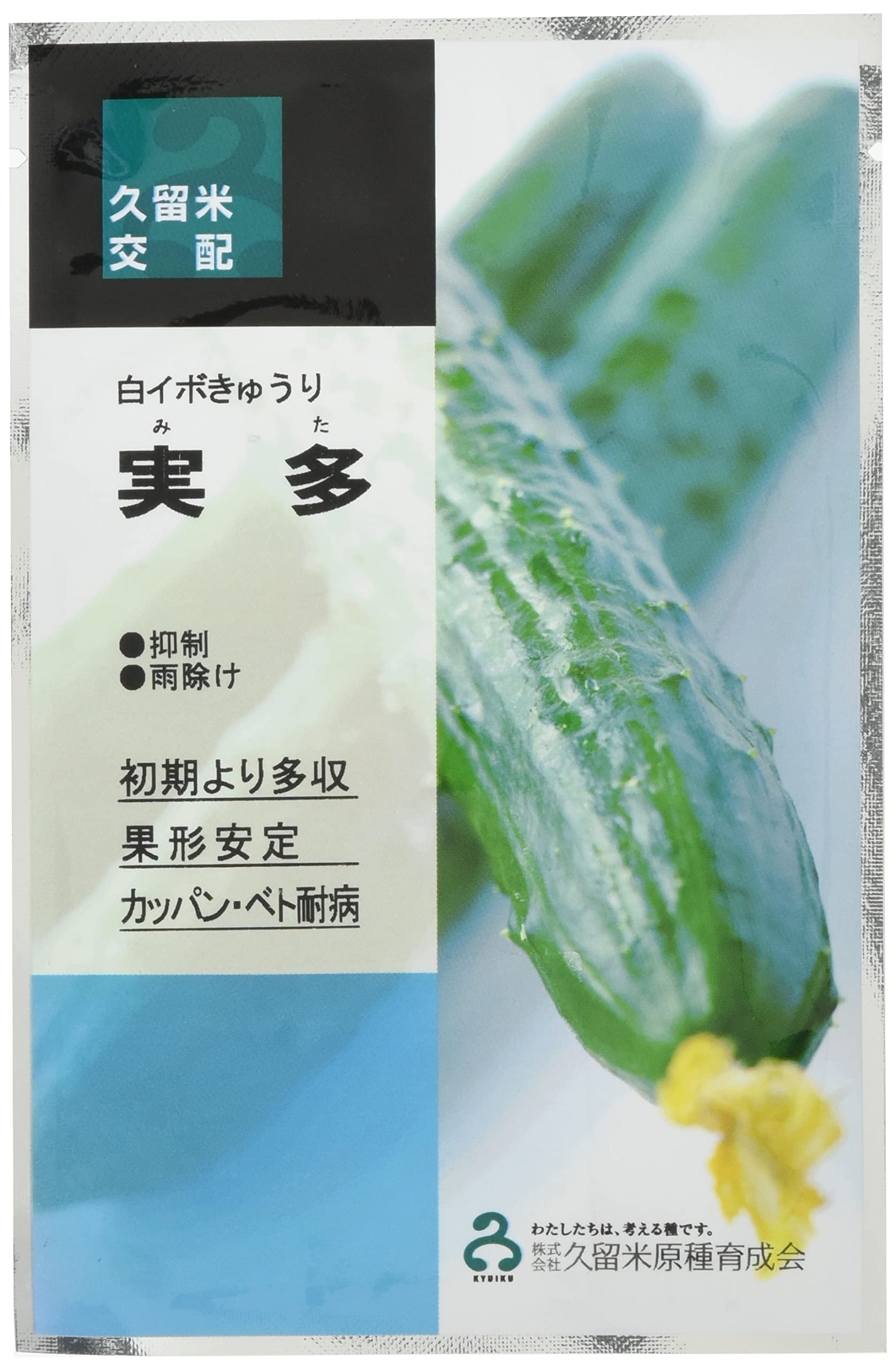 きゅうり きゅうり 秋きゅうり(霜しらず) 苗 販売 苗木部 By 花ひろば