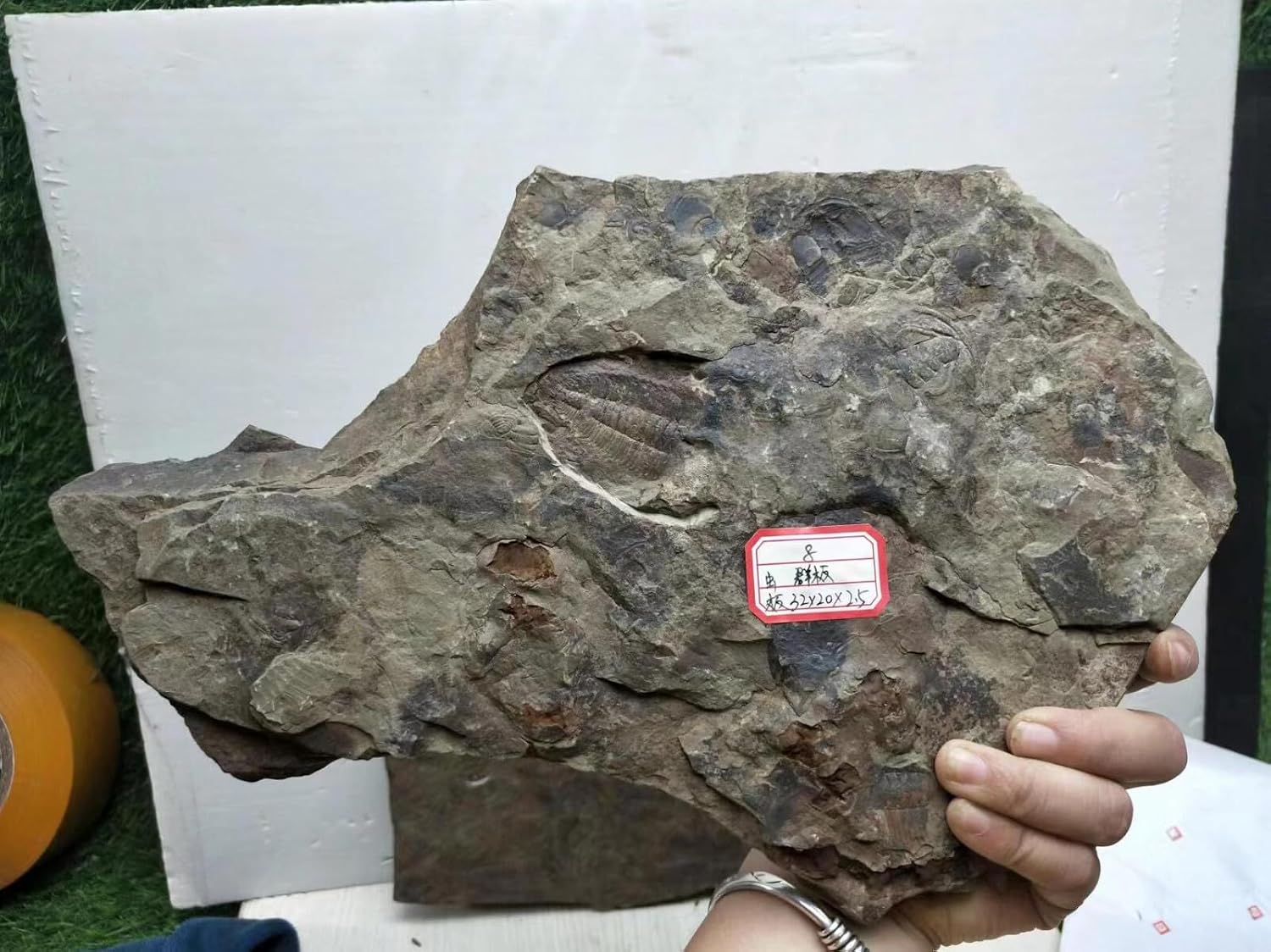 540 Million Year Old Cambrian Trilobite Fossil redlichia Fossil