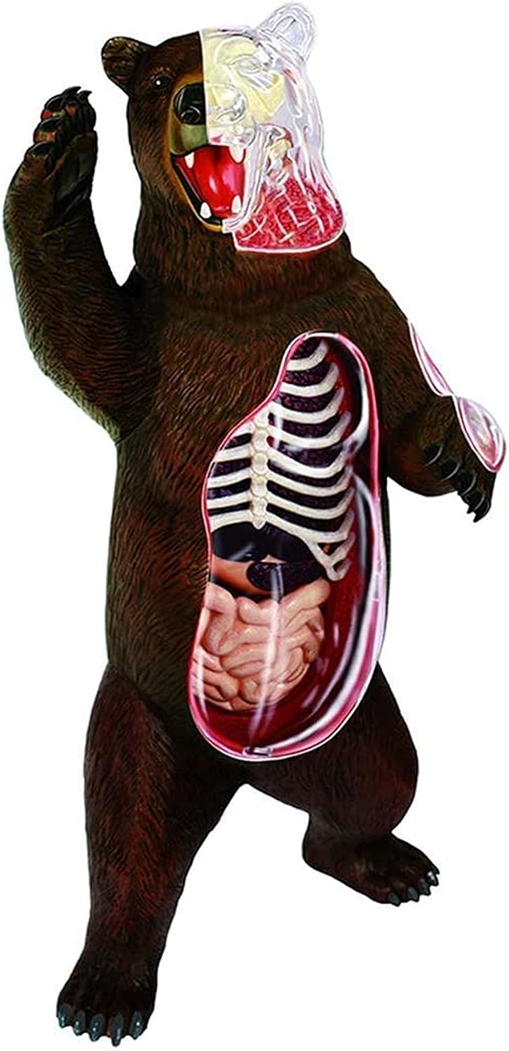 Study Model Educational Model Animal Anatomy Model Anatomical Bear Organ Skeleton Model Plastic Material Bear Structure Model For Medical Educational Training Aid Assembly Toy Medical Models (B) (A