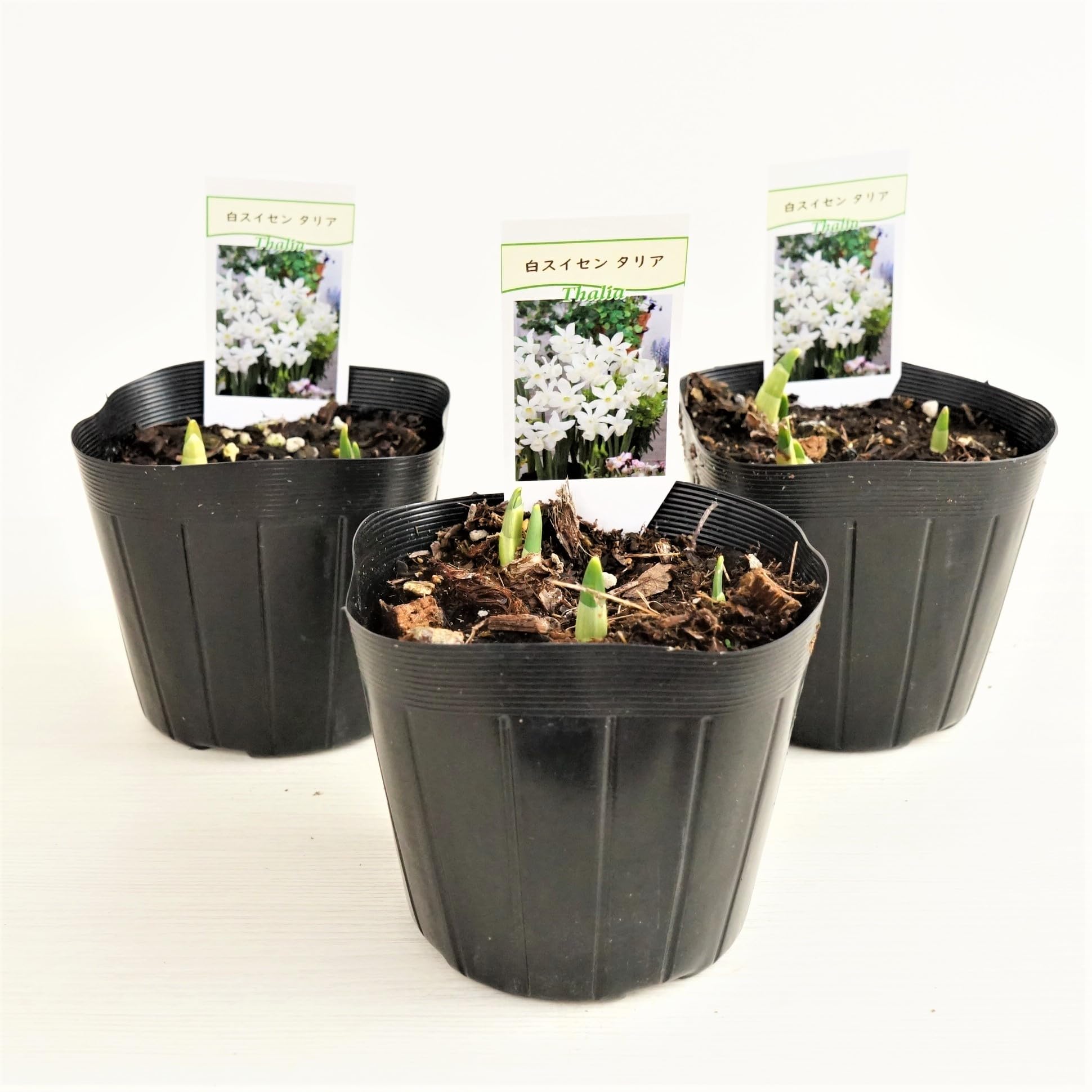 Amazon | ×はなみどり 芽出し球根 スイセン タリア 2球植え 3ポット