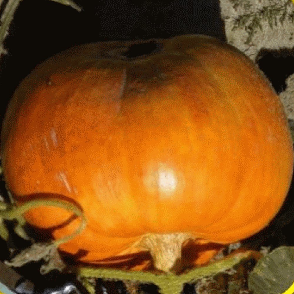 Portal Cool 40 Mammoth oro Semi di Zucca - Everwilde Farms Mylar Bustina di semi