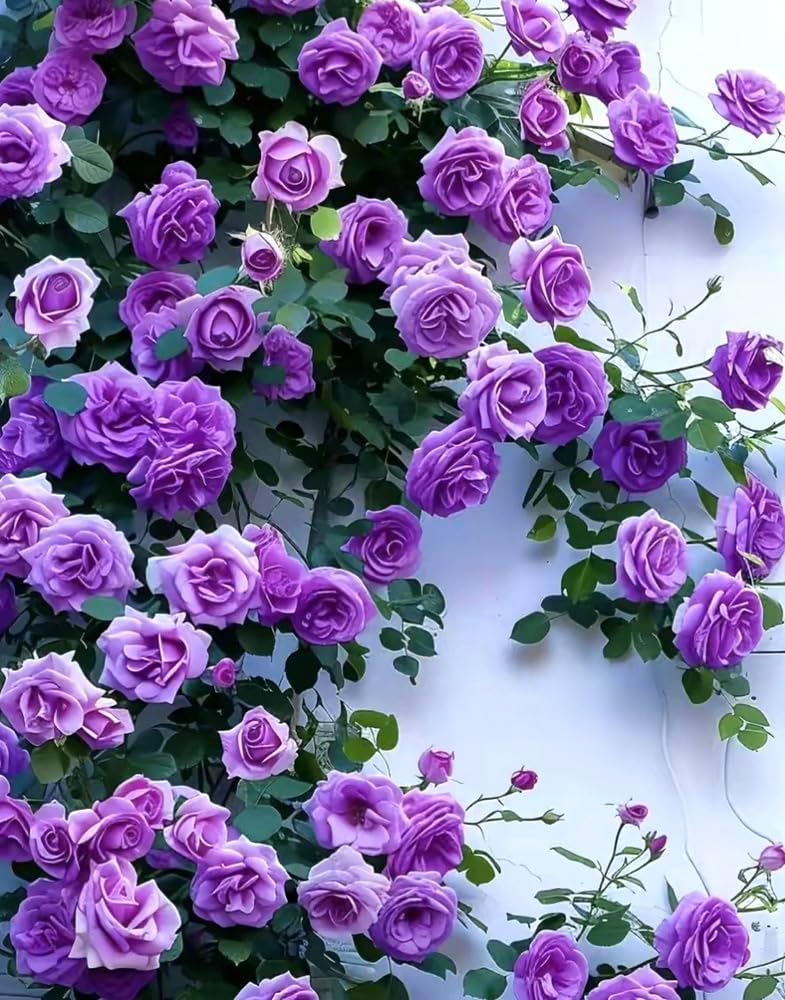 BULBORIUM 100 Purple Climbing Rose Seeds - Rare Non-GMO Heirloom for Trellises, Arbors & Fences