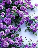 BULBORIUM 100 Purple Climbing Rose Seeds - Rare Non-GMO Heirloom for Trellises, Arbors & Fences