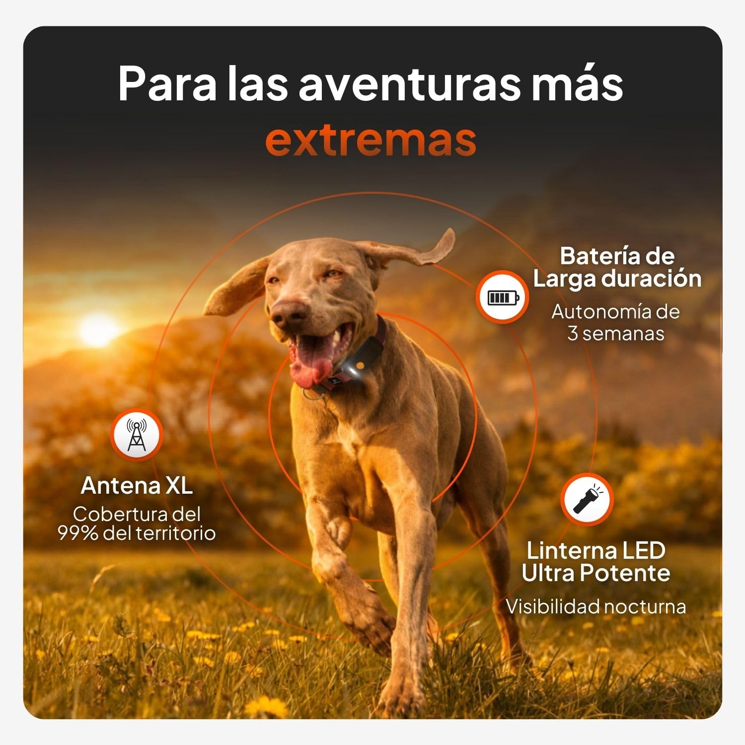Weenect Perro XT - Localizador GPS para Perros Sin Collar | Resistente al Agua | Antena XL | Alcance Ilimitado | Garantía de por Vida | Suscripción Requerida