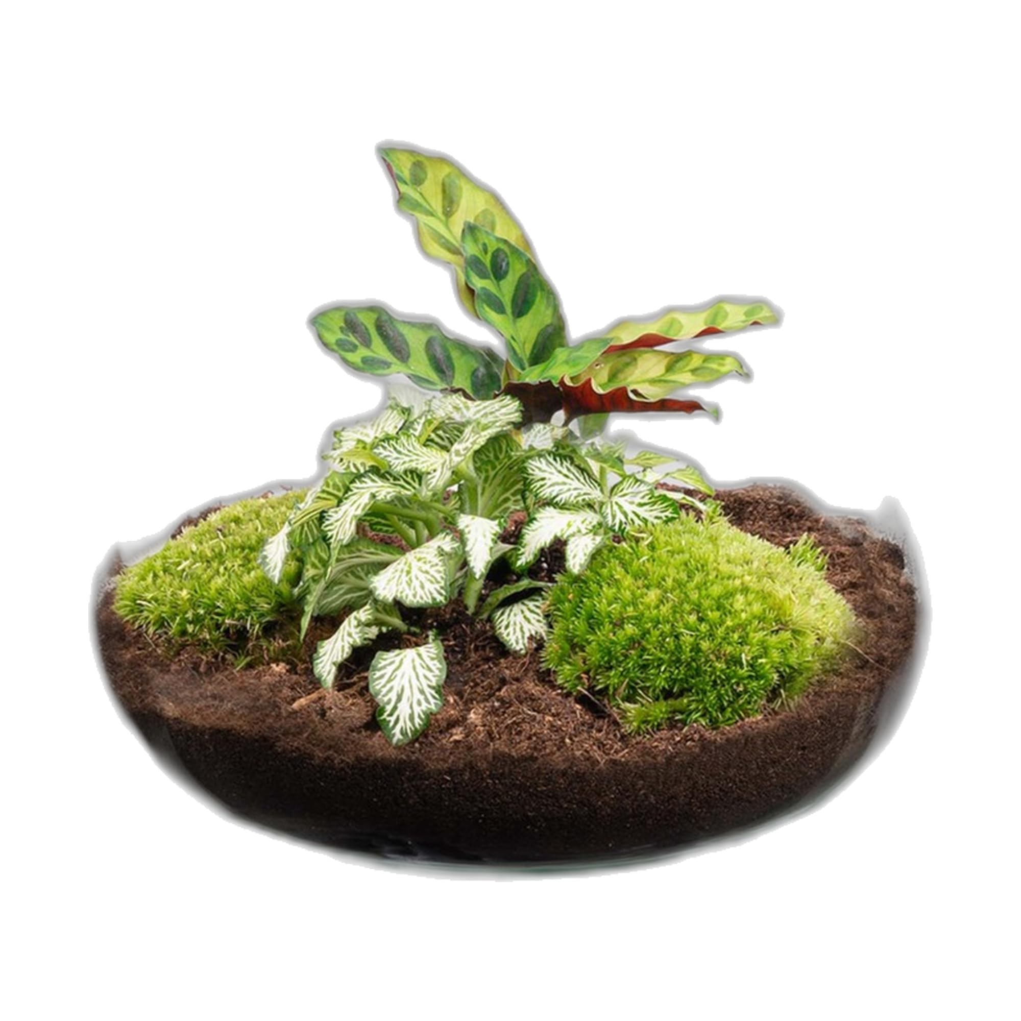 Terrario DIY de Cristal con Corcho, Decoración de Interior, Verde, 27 cm