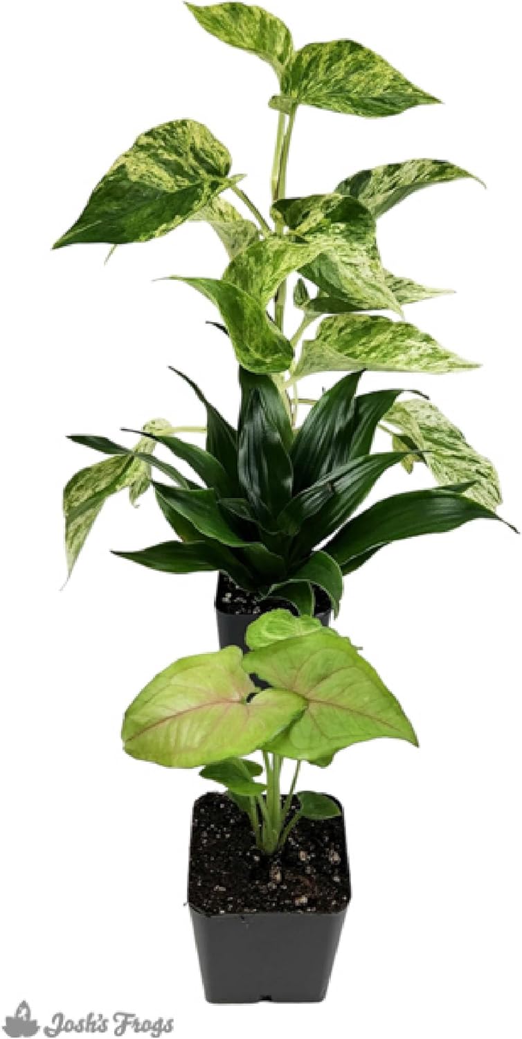 Josh's Frogs 18x18x18 Crested Gecko Vivarium Plant Kit