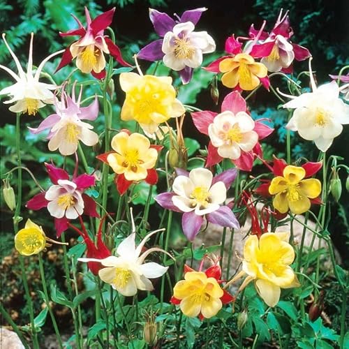 Seeds Columbine Aquilegia Dwarf Mix Indoor Flower Granny’s Bonnet Perennial Garden for Planting - Thumbnail 3