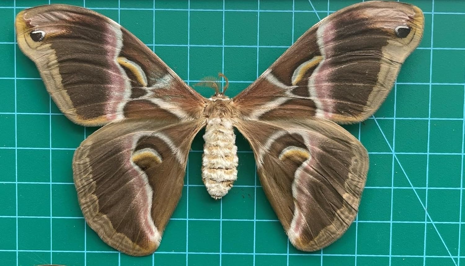 Real Blue Carpenter Bee Beetle Bug Mounted Specimen Spread Wing Dried Collection Taxidermy Animals for Entomology Oddity Scientific Lover Insect Craft Pinning Home Display Artwork BO-61