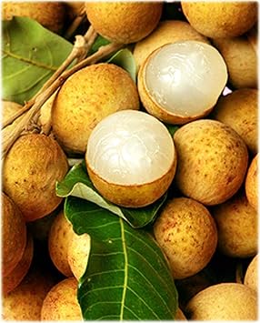 Longan Tropical Fruit Tree - 2 Feet Tall - Ship in 1 Gal Pot