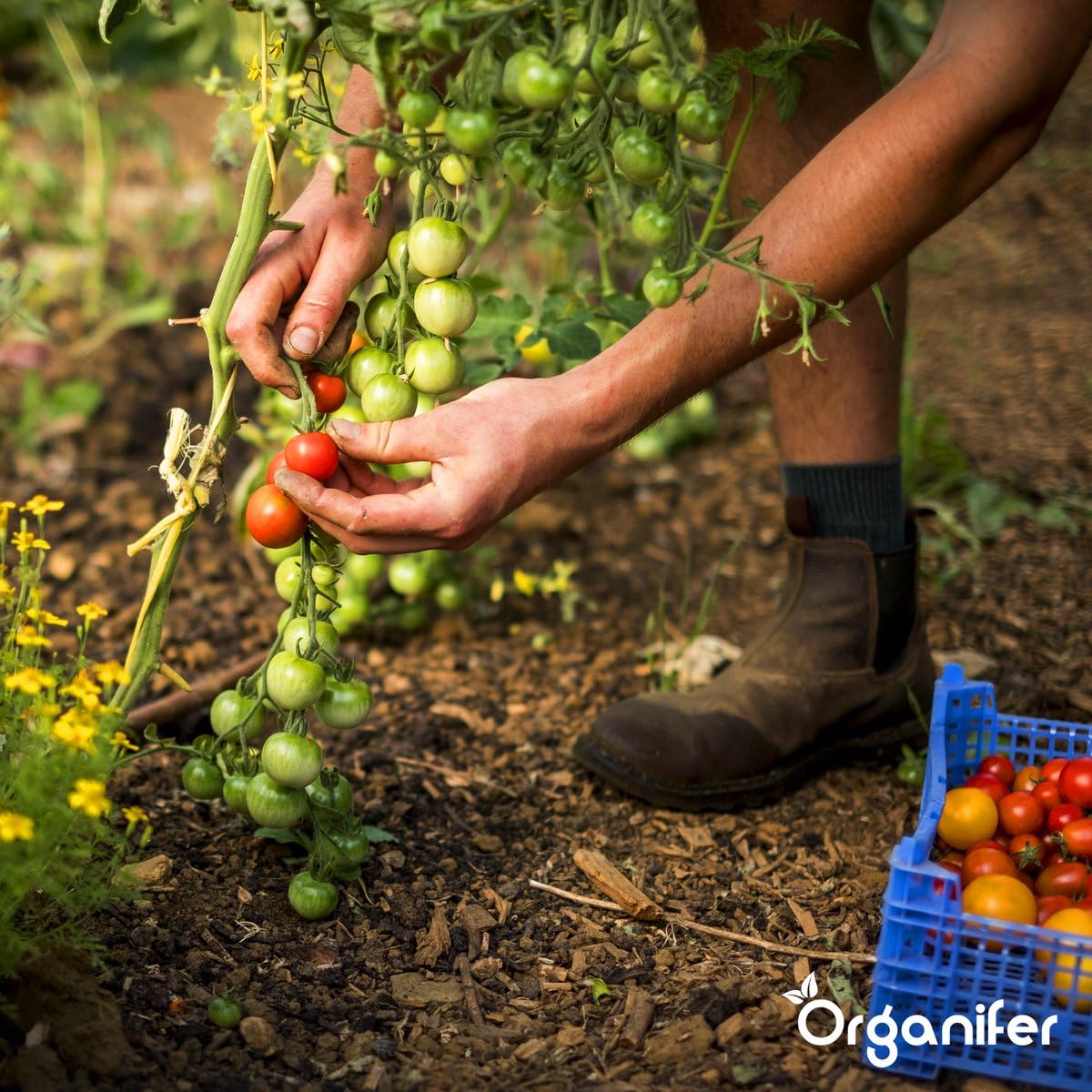 Granulés De Laine De Mouton - Engrais Organique - 5 Kg Pour 50 M2 - Pour Légumes, Fruits, Arbres Et Plantes Ornementales - Azote Longue Durée, Amélioration Du Sol Et Rétention D'Humidité - Organifer