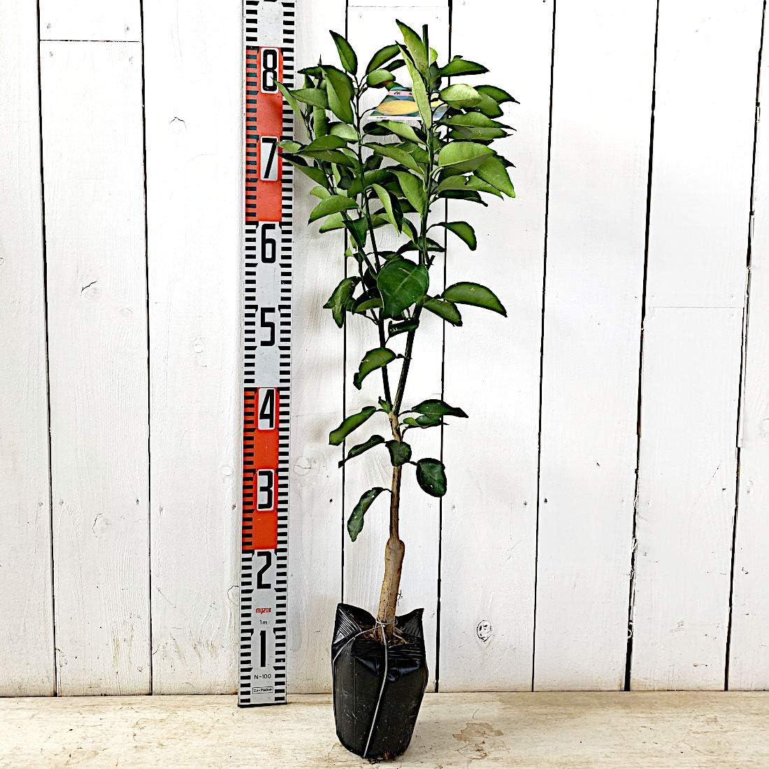 1287円 最大68 オフ ゆず 苗木 本柚子13 5cmポット苗 本ゆず