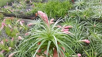 H*S様 Tillandsia ‘Mother's Day' T'S TROPI 71Lam7N04hL._UF350,350_QL50_.jpg