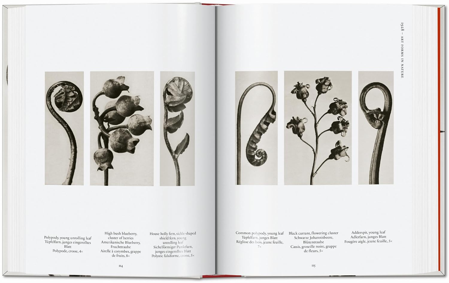 Karl Blossfeldt. The Complete Published Work. 45th Ed. (45th Edition) (Multilingual Edition)