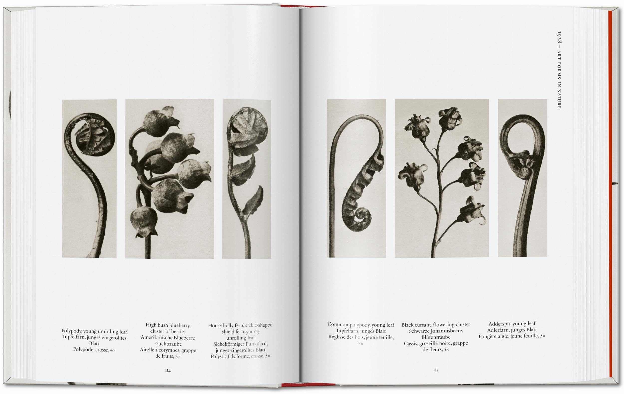 Karl Blossfeldt. The Complete Published Work. 45th Ed. (45th Edition)