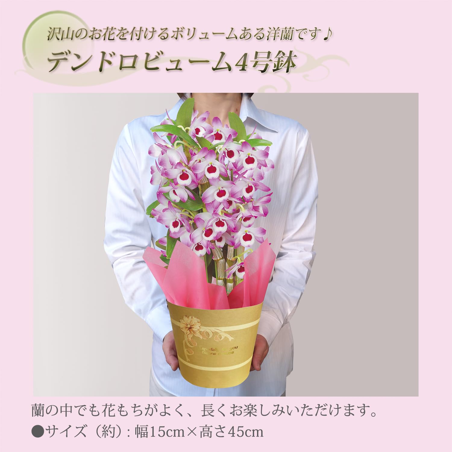 Amazon.co.jp: 花のギフト社 デンドロビウム 洋蘭 鉢花 鉢植え 花鉢 花