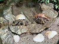 Review Image by Amazon Customer Amazon Customer