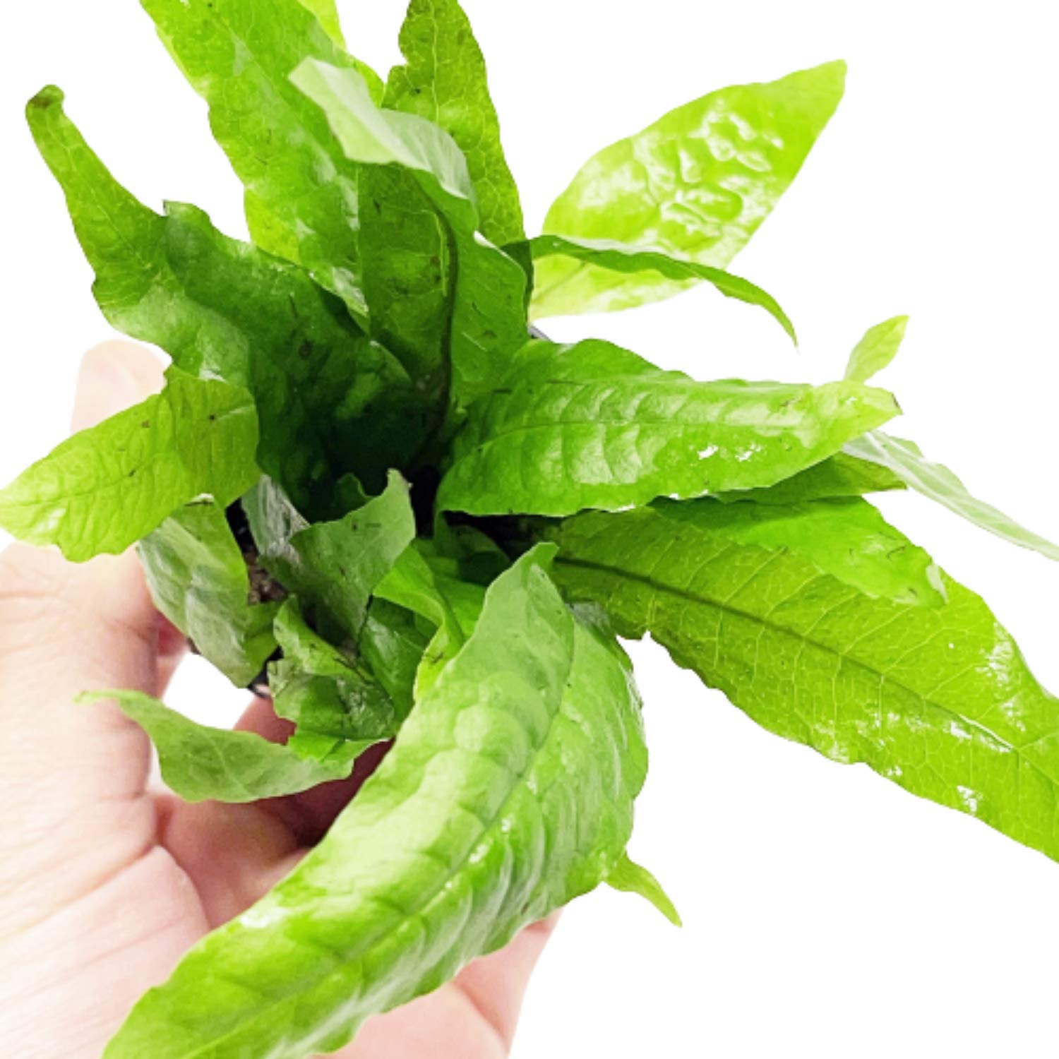 Microsorium Pteropus Java Fern Potted Live Aquarium Plant Tropical Freshwater Decorations BUY2GET1FREE