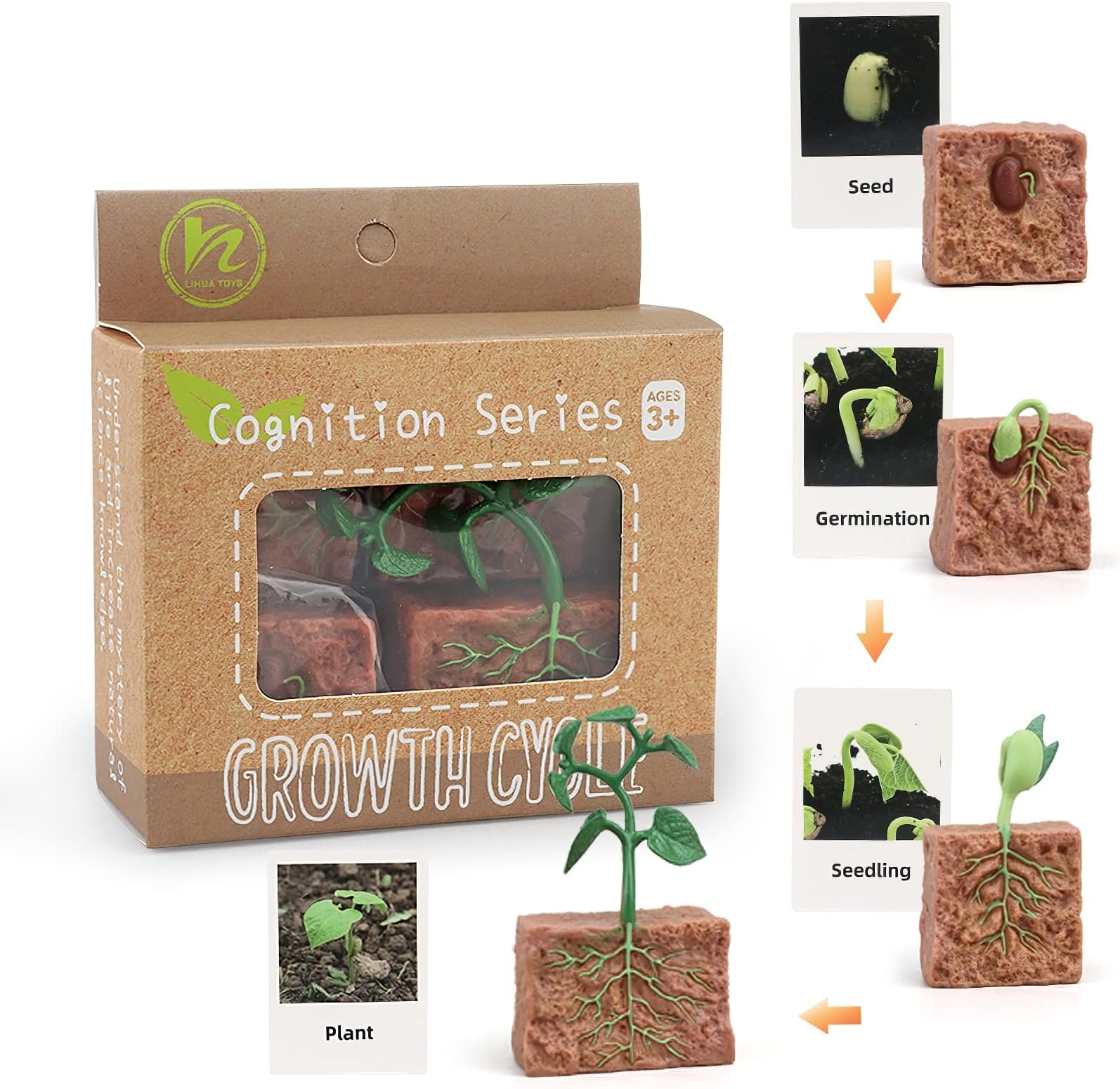 Montessori Life Cycle Animal Figures with Flash Cards, Realistic Animal Figurines Toy, Educational Matching Game for 3+ Year Old Toddlers Kids (Plant)