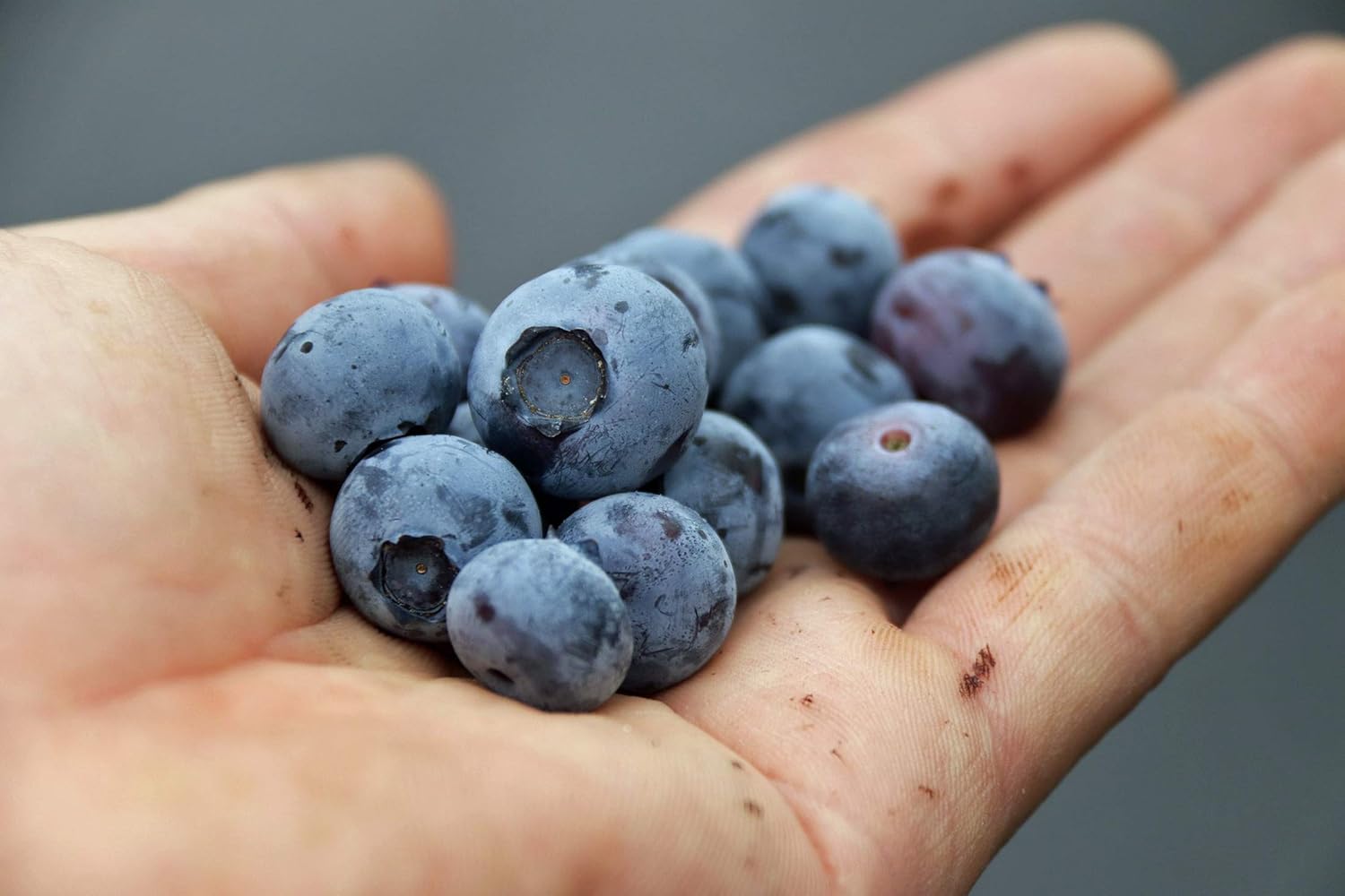 Blueberry Plant - BLUERAY - Extra-Large Fruits, Excellent Flavor and Great for Backyard Growing