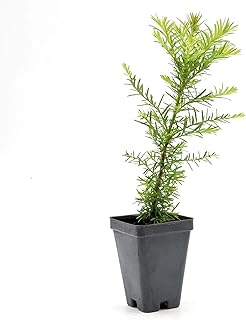 1 Coastal Redwood (Sequoia sempervirens) – Tall Evergreen Conifer with Soft, Dense Needled Foliage | 2.5” Nursery Cubes, Ready-to-Plant Live Starter Plants
