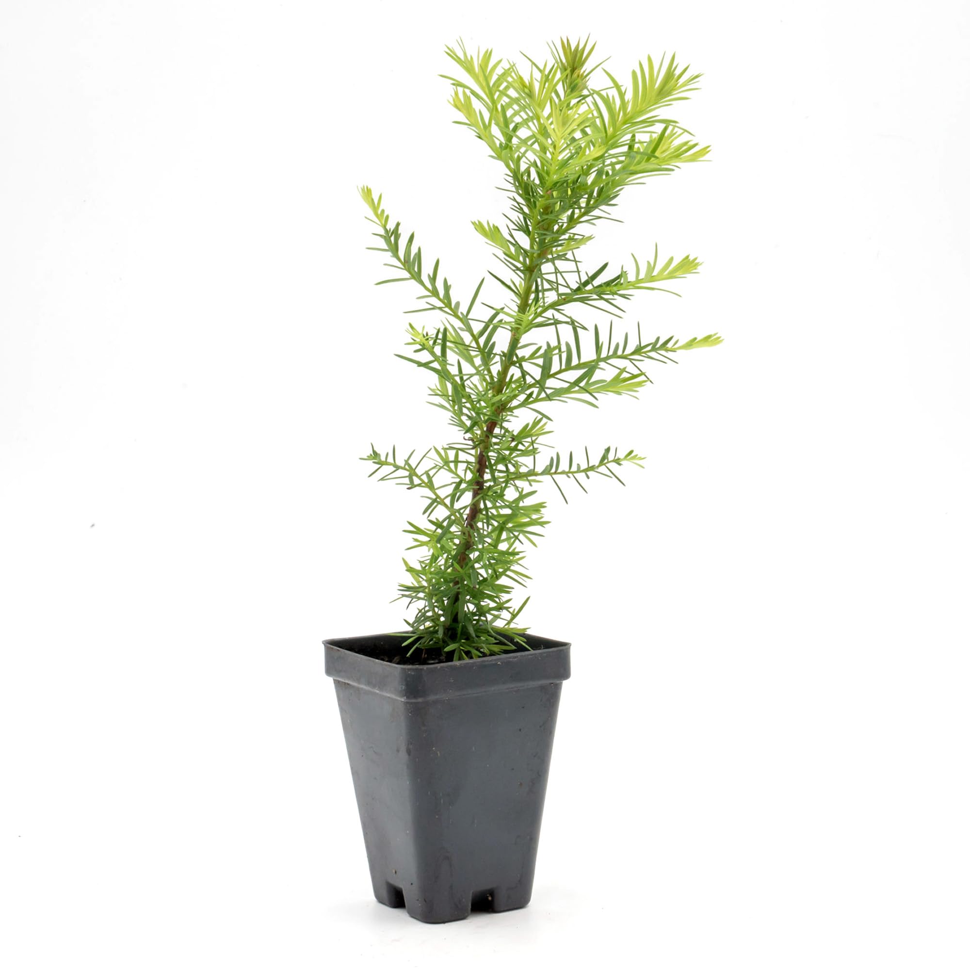 Coastal Redwood