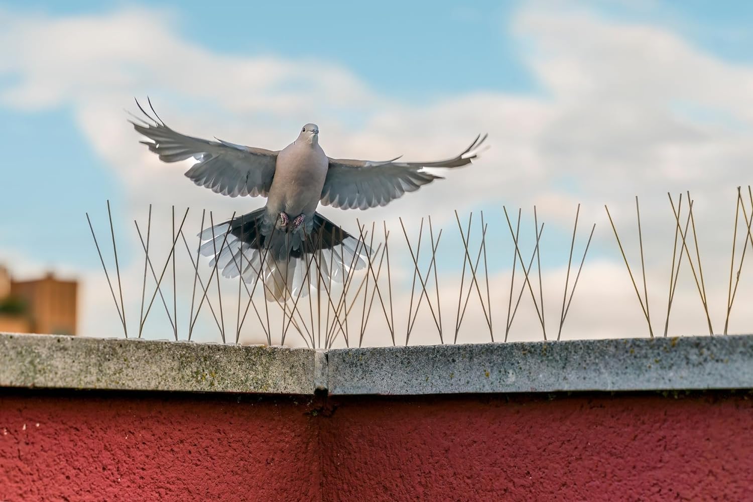 EINSIDE 25 metros de disuasorio para aves antipalomas, 60 puntas en acero inoxidable AISI 304, Base rígida caja de 25 piezas