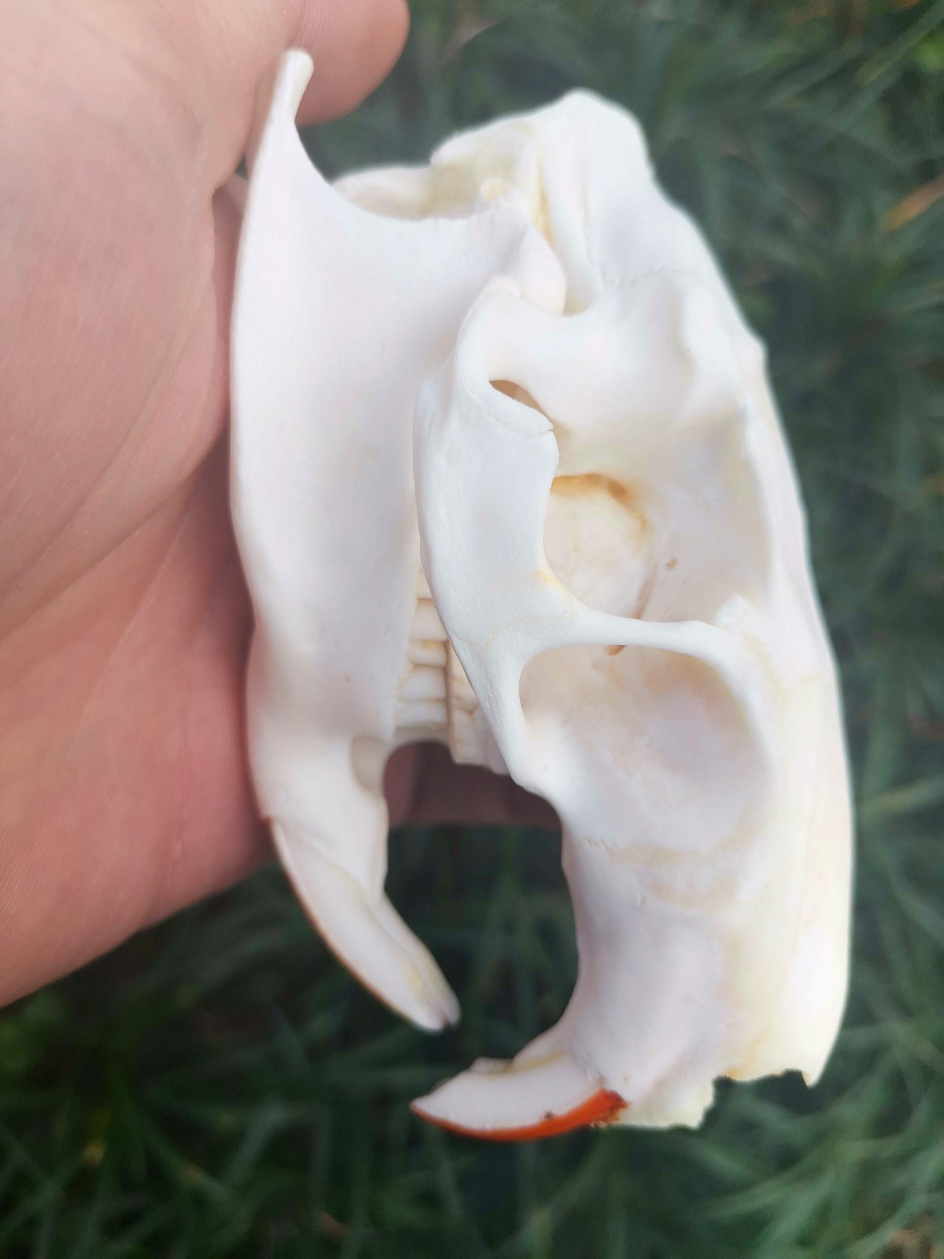 Amazon | 100%リアルな動物の頭蓋骨、ビーバーの頭骨、骸骨の頭