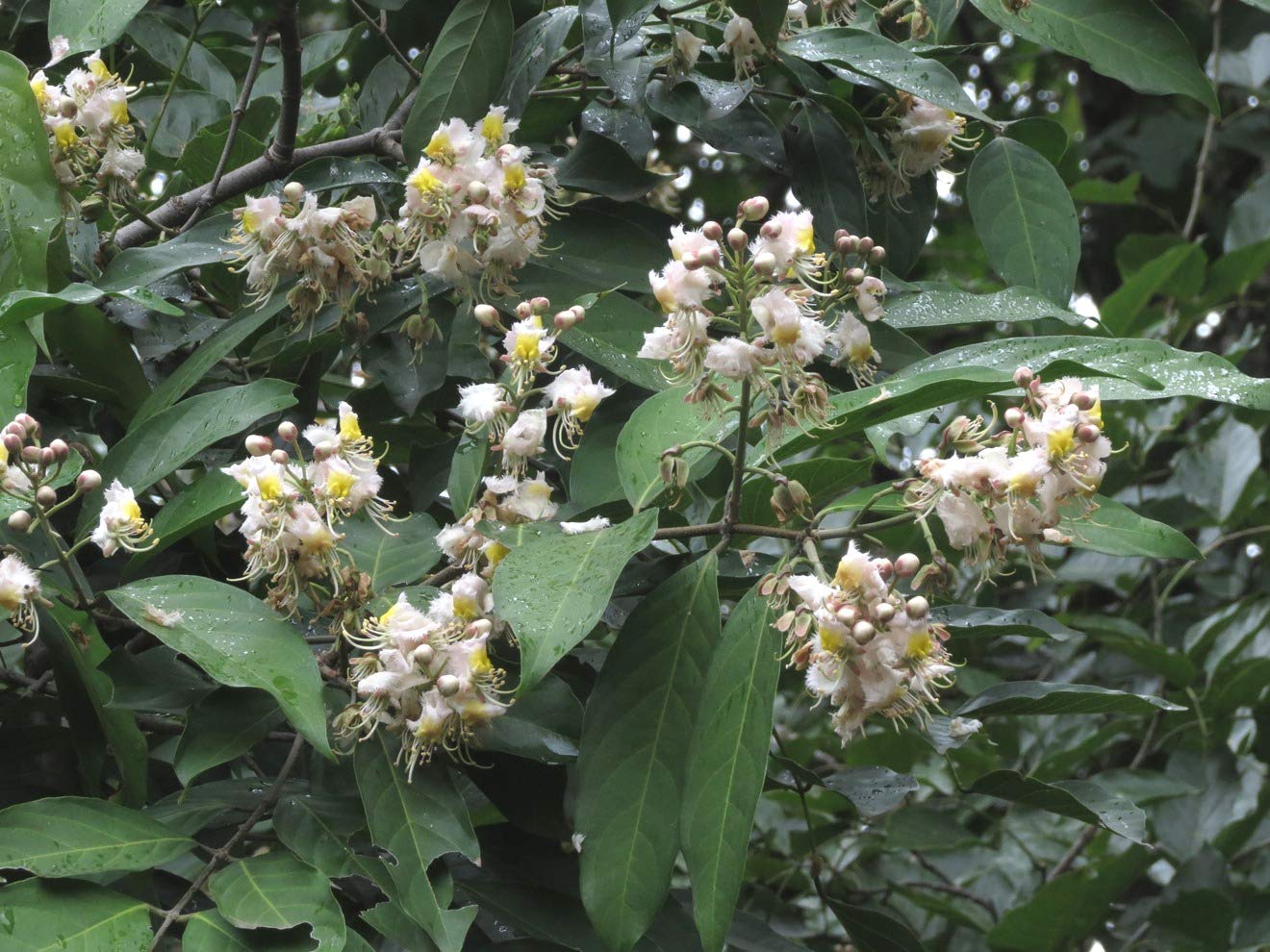 Plantzoin Hiptage Madhavi lata Hiptage benghalensis Madhabilata Live Plant (B08VY916CF) Amazon Price History, Amazon Price Tracker