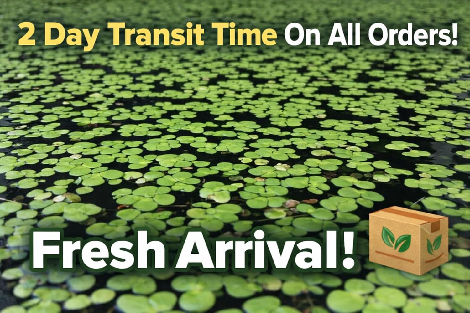 Duckweed (Lemna Minor) - 1200 Plants - Small Disabled Veteran Owned Company - South Shore Retail - Live Aquarium + Pond Plants