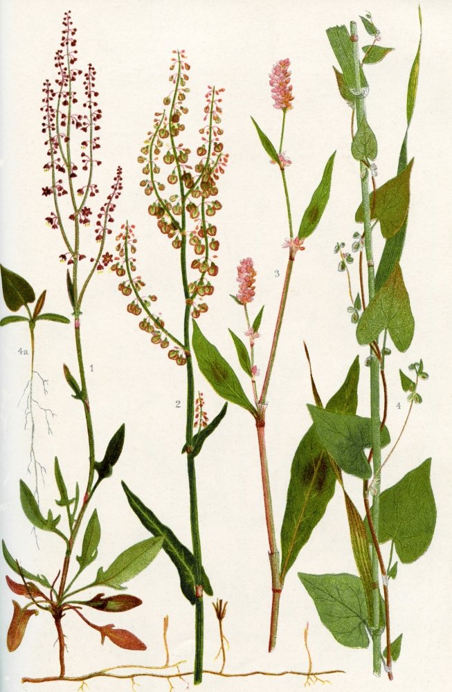Wildflowers 1Sheeps Sorrel 2Common Sorrel 3Spotted Persicaria 4Black Bindweed 4a Seedling of Black Bindweed Poster Print by Hilary Jane Morgan Design Pics (22 x 34)