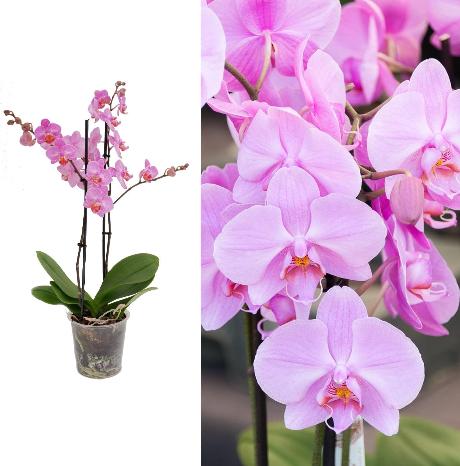 Pink Purple Blooming Phalaenopsis Orchid - Live Potted Orchid Plant - 2 ...