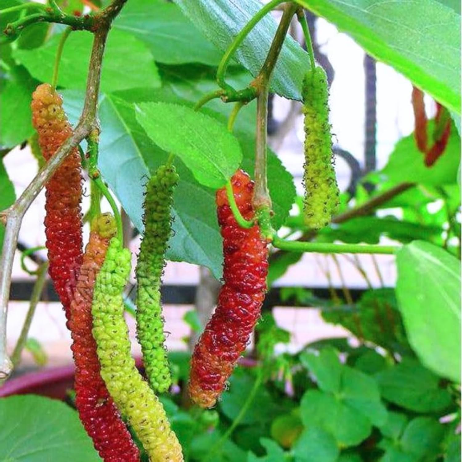 2-Pack Pakistan Mulberry Plants Live, Mulberry Fruit Trees, Hardy Mulberry Trees Live Plants, Mulberry Seedlings, 5-9 Inch Tall
