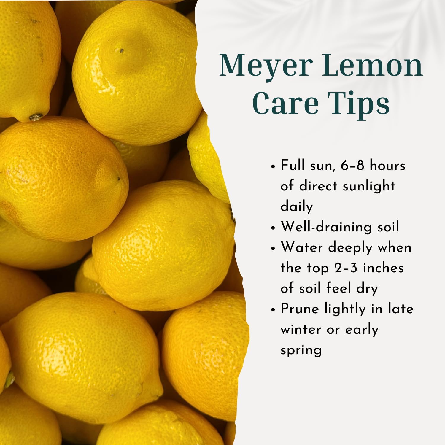 Meyer Lemon Tree Live Plant in 3 Gallon Pot, Fruit-Bearing Citrus Tree, High-Yielding, Fast-Growing Tropical Fruit Plant for Outdoor Garden
